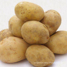 Hot Sale Thickeners High Quality Potato Starch / Starch With Good Price